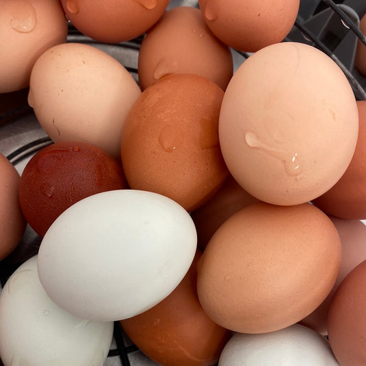 Eggs